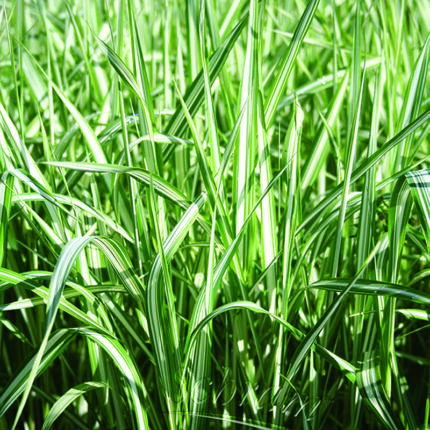 Phalaris ar v picta Feesey