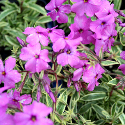 Phlox amoena Variegata