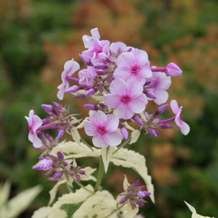 Phlox pan Darwins Joyce