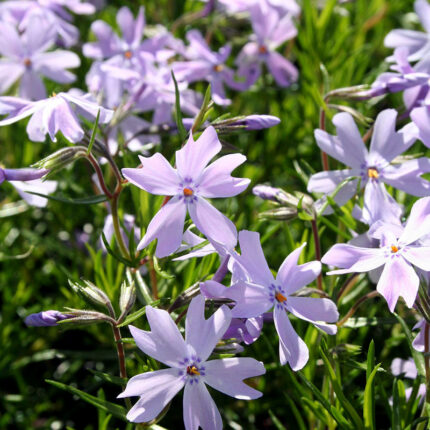 Phlox sub Emerald Cushion