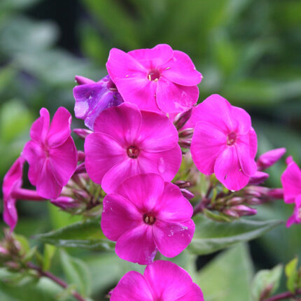 Phlox Famous Purple