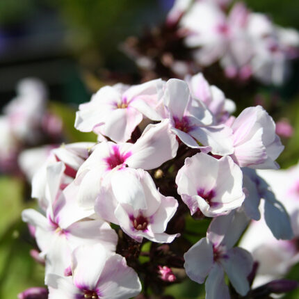 Phlox Famous White Eye
