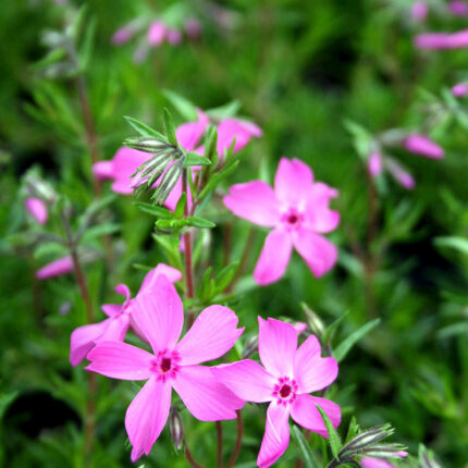 Phlox sub McDaniels Cushion
