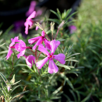 Phlox sub Nettleton Variation