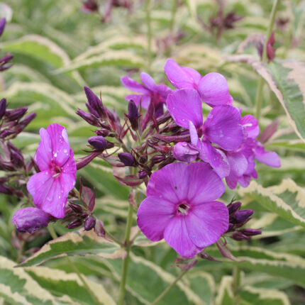 Phlox pan Harlequin