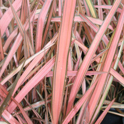 Phormium Flamingo