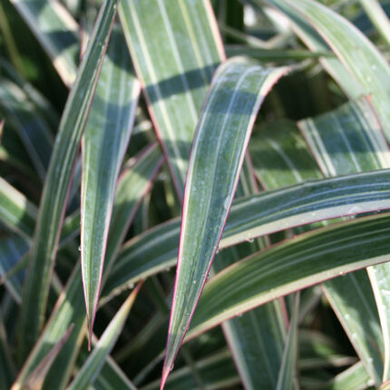 Phormium cook Tricolor