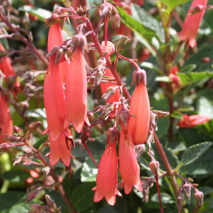 Phygelius Candydrops Tangerine