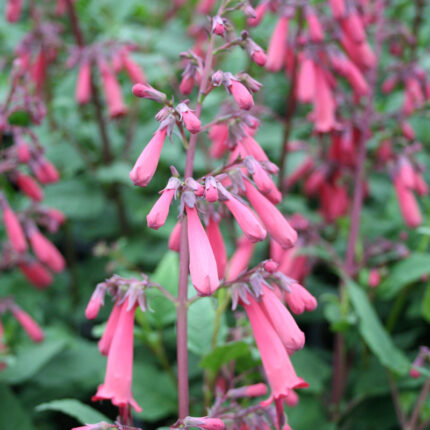Phygelius rec Devils Tears