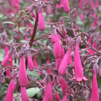 Phygelius aequalis Sensation