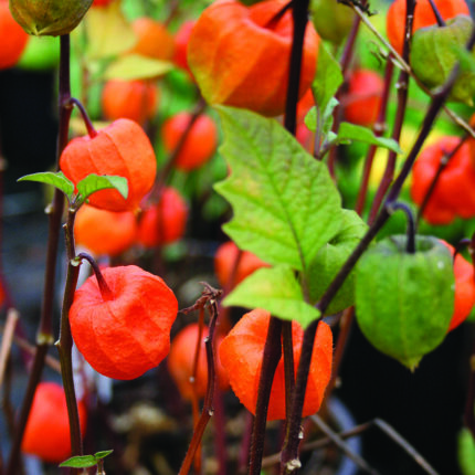 Physalis alk var franchetii