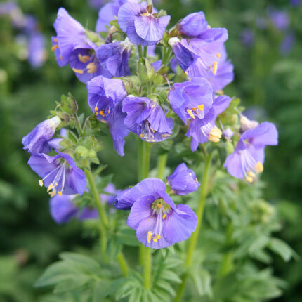 Polemonium cae Bambino Blue