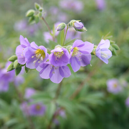 Polemonium Lambrook Mauve