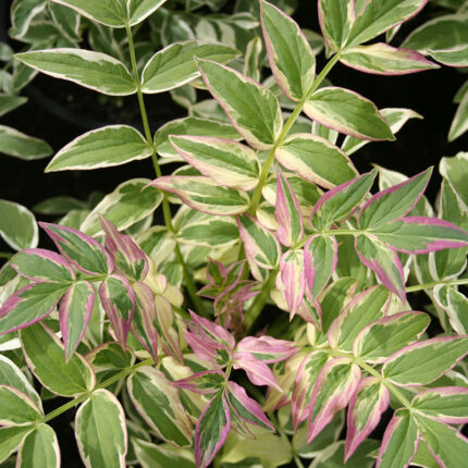 Polemonium Stairway to Heaven