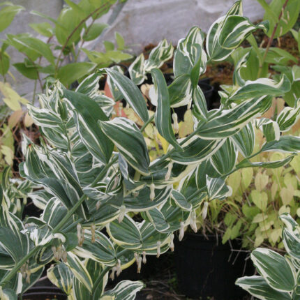 Polygonatum falcatum striatum