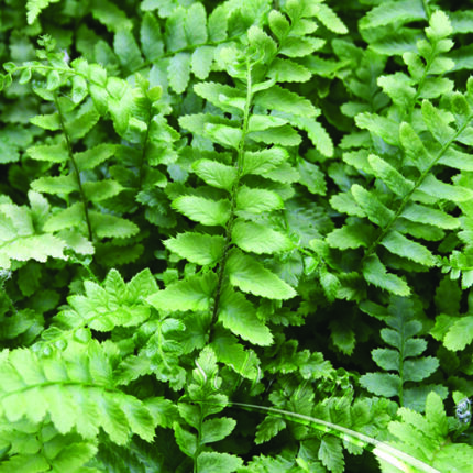 Polystichum munitum