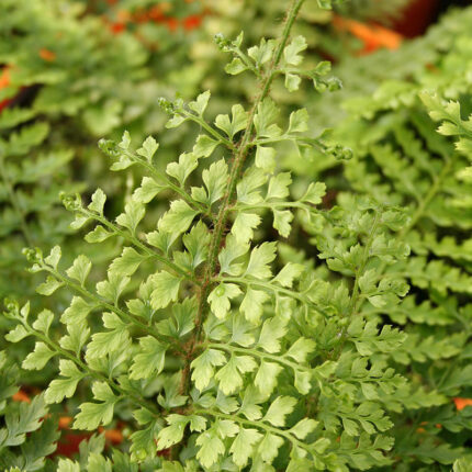 Polystichum set Herrenhausen
