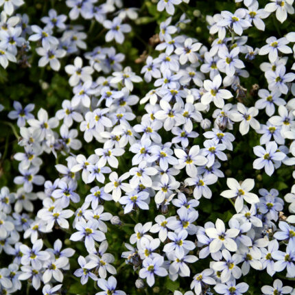 Pratia pedunculata