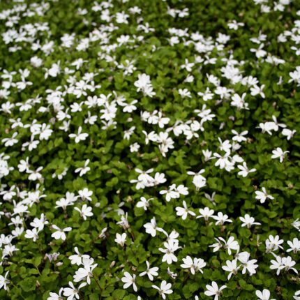 Pratia angulata Treadwellii