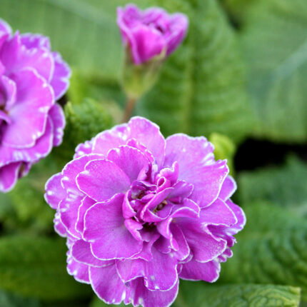 Primula Marie Crousse