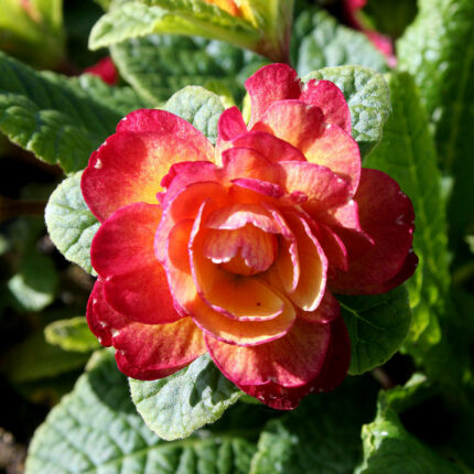 Primula belarina Nectarine