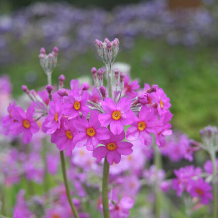 Primula bullesiana
