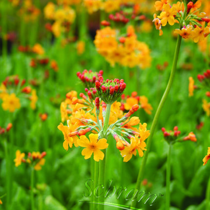 Primula Bulleyana