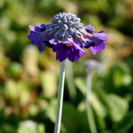 Primula cap  Noverna Deep Blue