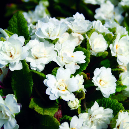 Primula Dawn Ansell