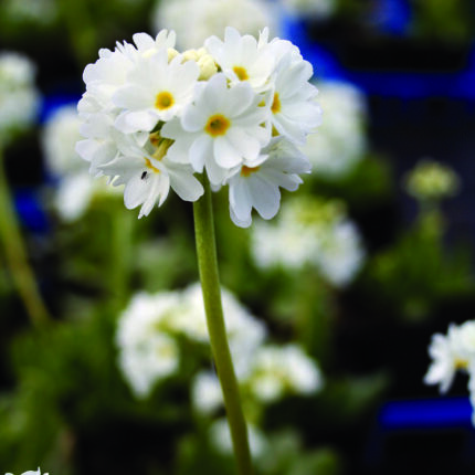 Primula dent alba