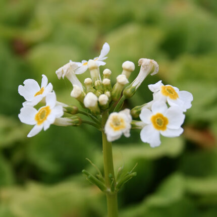 Primula jap Alba