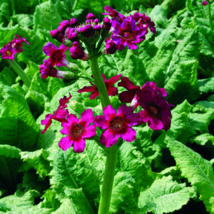 Primula jap Millers Crimson
