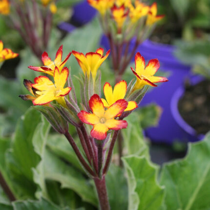 Primula Oakleaf Yellow Picotee
