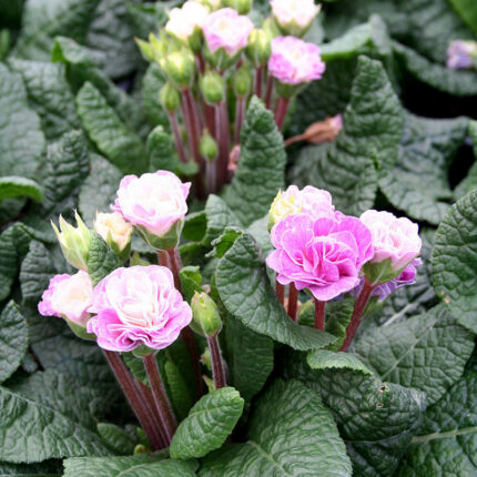 Primula Pink Ice