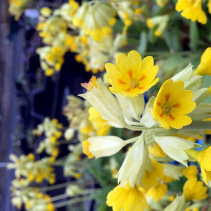 Primula veris Bright Deep Yellow