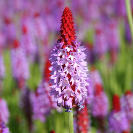 Primula vialii