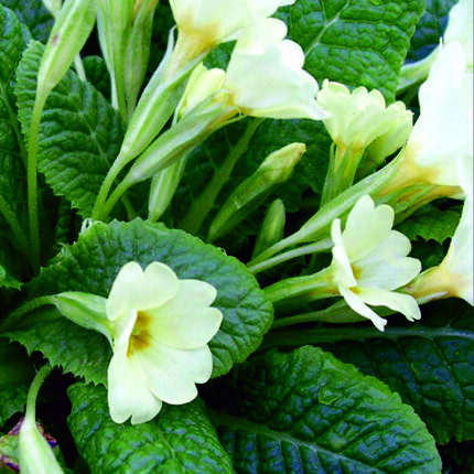 Primula vulgaris