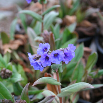 Pulmonaria Blue Ensign