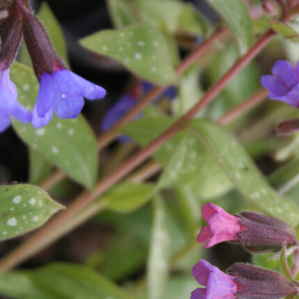 Pulmonaria Majestee