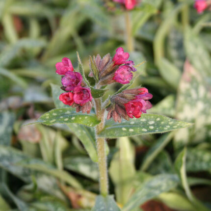 Pulmonaria Raspberry Splash