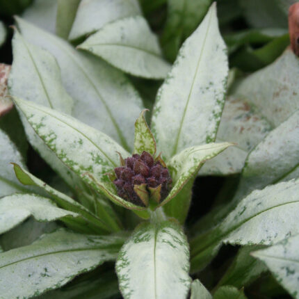 Pulmonaria Silver Bouquet