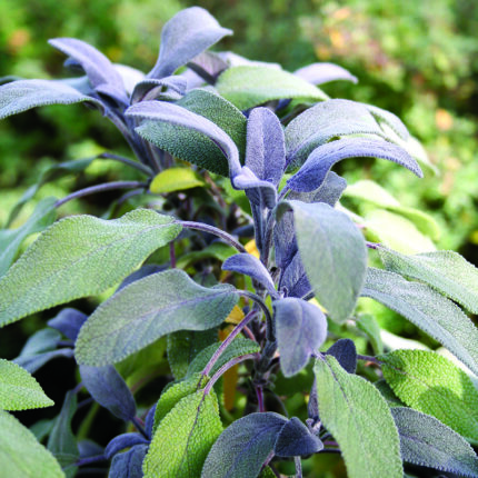 Sage purple