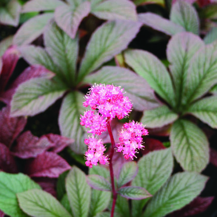 Rodgersia Bronze Peacock