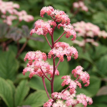 Rodgersia aescuifolia rubra
