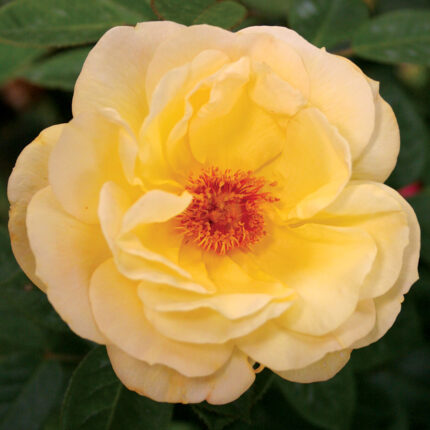 Rosa Arthur Bell