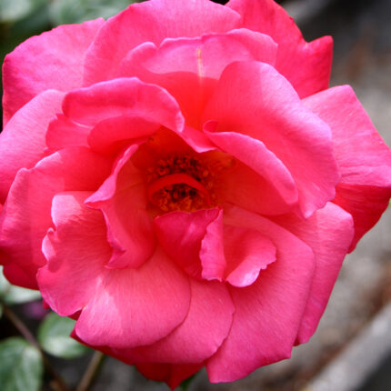 Rosa Galway Bay