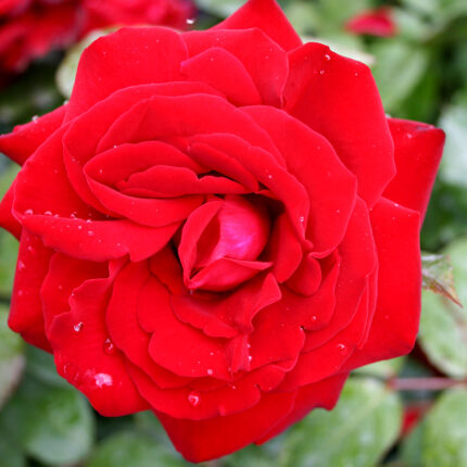 Rosa Glad Tidings