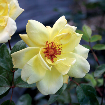 Rosa Golden Showers