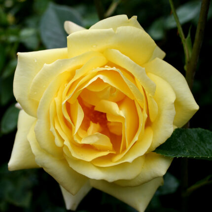 Rosa Granpa Dickson