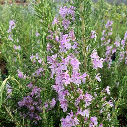 Rosemary off Majorca Pink